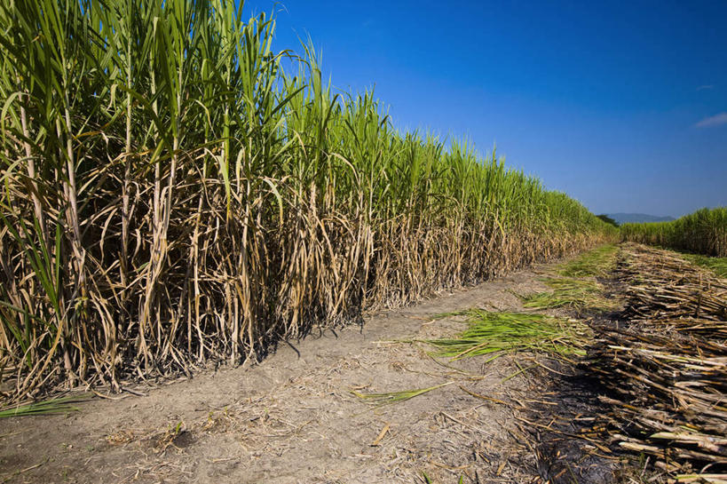 无人,农田,横图,室外,白天,正面,旅游,度假,庄稼,农作物,美景,道路,路,水果,墨西哥,阴影,新鲜,光线,影子,景观,小路,生食,食品,果实,甘蔗,交通,娱乐,食物,蓝色,蓝天,天空,阳光,自然,天,享受,休闲,景色,放松,有机食品,绿色食品,乡间小路,晴朗,北美,北美洲,自然风光,美洲,万里无云,圣路易斯波托西,北亚美利加洲,亚美利加洲,墨西哥合众国,仙人掌王国,圣路易斯波托西州,糖蔗,竹蔗,晴空,晴空万里,彩图,耕地,庄稼田