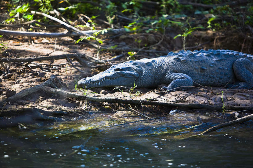 无人,横图,室外,白天,侧面,旅游,度假,河流,石头,美景,水,植物,鳄鱼,野生动物,墨西哥,一条,爬行动物,石子,河水,景观,水流,注视,娱乐,树,树木,绿色,自然,动物,观察,看,趴着,享受,休闲,景色,放松,生长,成长,观看,察看,北美,北美洲,关注,自然风光,美洲,凶猛,沉积岩,美洲鳄,恰帕斯,恰帕斯州,北亚美利加洲,亚美利加洲,墨西哥合众国,仙人掌王国,水成岩,残暴,凶残,石块,岩石,趴,半身,彩图