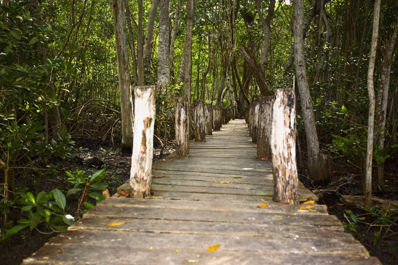 无人,横图,室外,白天,正面,旅游,度假,美景,森林,树林,植物,道路,路,墨西哥,景观,小路,交通,娱乐,树,树木,绿色,自然,享受,休闲,景色,放松,木板路,乡间小路,生长,成长,北美,北美洲,自然风光,美洲,尤卡坦半岛,尤卡坦州,北亚美利加洲,亚美利加洲,墨西哥合众国,仙人掌王国,加敦半岛,犹加敦,彩图