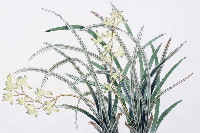 无人,横图,室内,白天,白色背景,正面,绘画,叶子,艺术,盛开,绿叶,古典,花蕾,文化,花,花瓣,花朵,鲜花,黄色,工艺品,花苞,花蕊,品味,嫩叶,美术,高雅,国画,水墨画,美学,淡泊,花中君子,水墨,兰花,叶,叶片,彩图