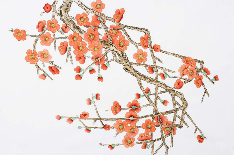 无人,横图,室内,白天,白色背景,正面,绘画,植物,艺术,盛开,梅花,枝条,古典,花蕾,文化,花,花瓣,花朵,鲜花,树,树木,树枝,工艺品,花苞,花蕊,品味,橙色,美术,高雅,坚强,国画,水墨画,美学,水墨,虬枝,枝杈,梅,彩图