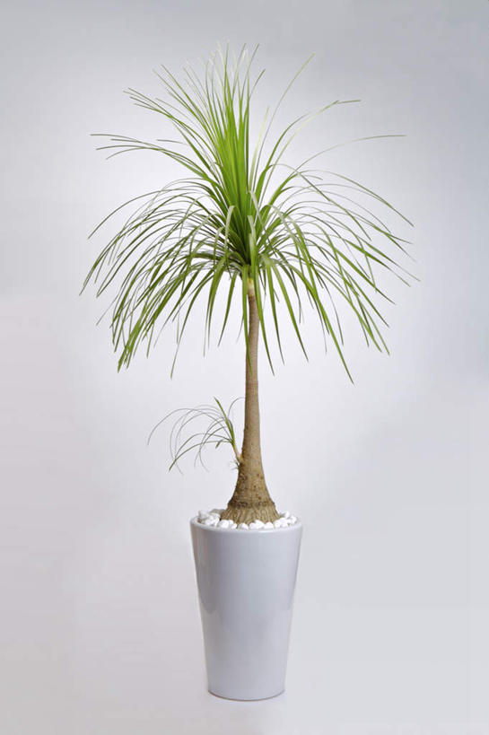 无人,竖图,室内,特写,白天,白色背景,正面,植物,桌面,桌子,棕榈树,叶子,阴影,反射,木制,盆栽,影子,绿叶,盆景,树,树木,一个,绿色,自然,木制品,嫩叶,摄影,影棚,生长,单个,成长,棕榈叶,叶,叶片,彩图,影棚拍摄,拍摄