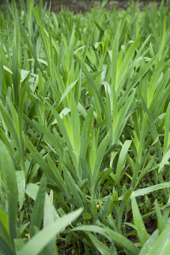 无人,竖图,室外,特写,白天,正面,草地,草坪,植物,新鲜,草,绿色,香草,青春,生命,和平,安详,冷色,芳香植物,彩图