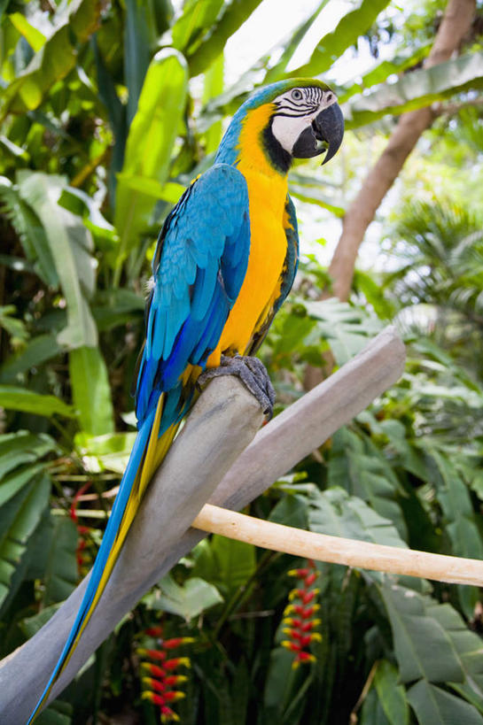无人,站,竖图,室外,特写,白天,侧面,旅游,度假,美景,森林,树林,植物,鸟,鹦鹉,叶子,印度尼西亚,印尼,亚洲,鸟类,景观,绿叶,注视,娱乐,树,树木,一只,黄色,蓝色,绿色,自然,动物,观察,看,站着,享受,休闲,嫩叶,景色,巴厘岛,放松,可爱,东南亚,活泼,生长,成长,观看,察看,金刚鹦鹉,关注,自然风光,印度尼西亚共和国,绯红金刚鹦鹉,红黄金刚鹦鹉,五彩金刚鹦鹉,观赏鸟,巴厘省,叶,叶片,站立,彩图,全身