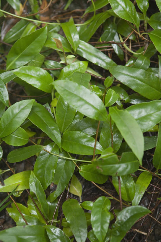 无人,竖图,俯视,室内,特写,白天,植物,叶子,新鲜,纹理,绿叶,草药,药草,中药,绿色,嫩叶,青春,生命,药材,中草药,和平,安详,中药材,本草,肌理,冷色,北五味子,秤砣子,五味子,叶,叶片,叶脉,彩图,高角度拍摄,大叶南五味,黑老虎