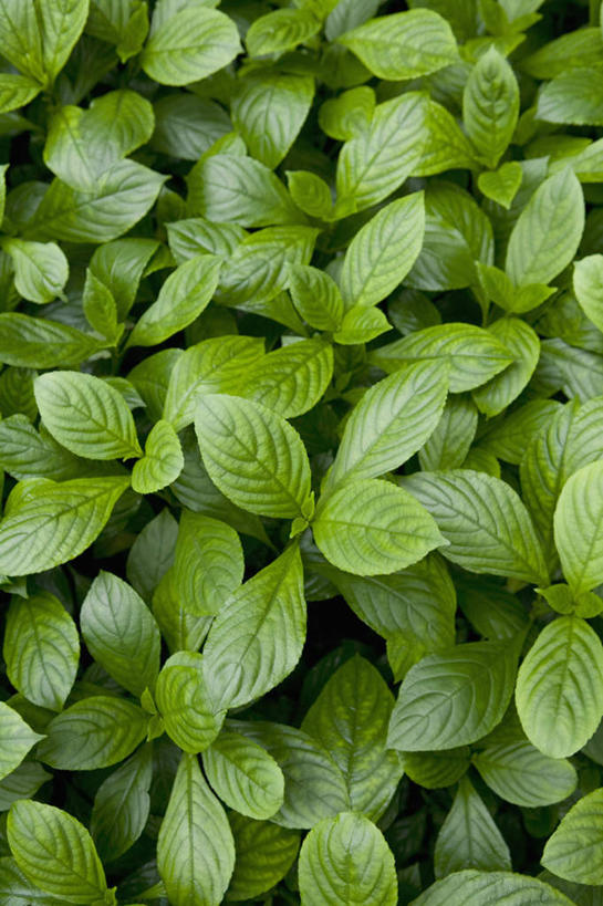 无人,竖图,俯视,室外,特写,白天,植物,叶子,新鲜,纹理,绿叶,绿色,香草,嫩叶,青春,生命,和平,安详,肌理,冷色,芳香植物,叶,叶片,叶脉,彩图,高角度拍摄