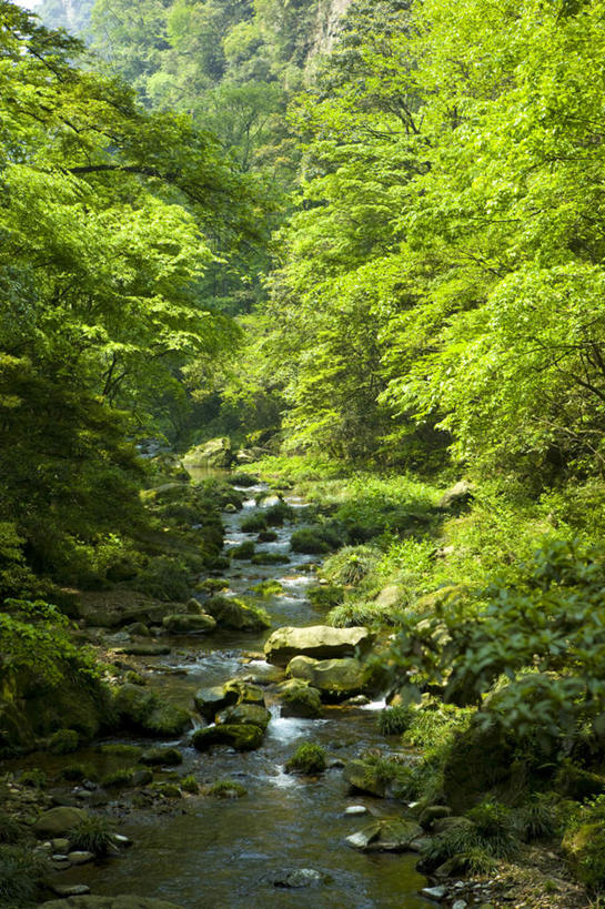 无人,公园,竖图,室外,白天,正面,旅游,度假,河流,石头,美景,森林,树林,水,植物,张家界,中国,亚洲,石子,河水,景观,水流,娱乐,树,树木,绿色,小溪,自然,溪水,享受,休闲,景色,放松,生长,成长,自然风光,东亚,沉积岩,湖南,湖南省,森林公园,张家界国家森林公园,中华人民共和国,华中地区,湘,张家界市,水成岩,石块,岩石,彩图,金鞭溪