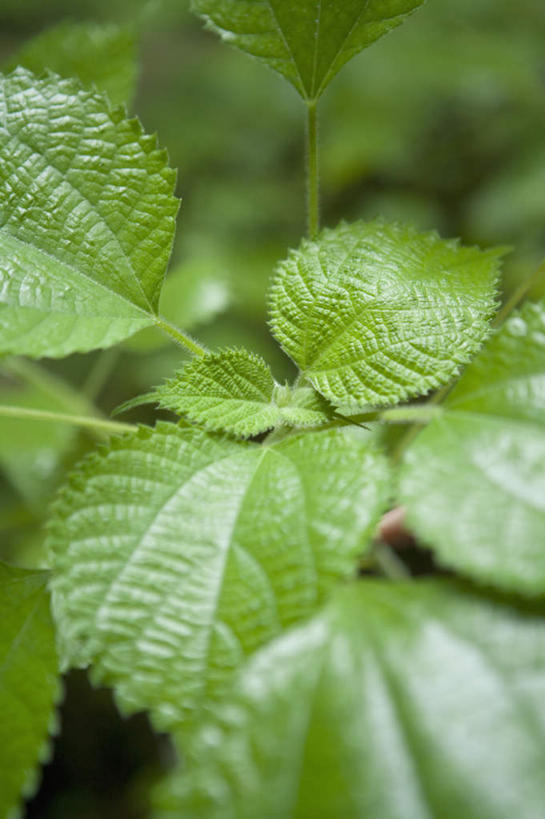 无人,竖图,俯视,室外,特写,白天,植物,叶子,朦胧,模糊,新鲜,纹理,绿叶,绿色,嫩叶,青春,生命,和平,安详,荨麻,苎麻,肌理,冷色,防盗草,无情草,咬人草,咬人猫,叶,叶片,叶脉,彩图,高角度拍摄,白叶苎麻