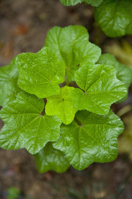 无人,竖图,俯视,室外,特写,白天,植物,叶子,朦胧,模糊,新鲜,纹理,绿叶,绿色,嫩叶,青春,生命,和平,安详,肌理,金钱紫花葵,锦葵,荆葵,钱葵,淑气花,小白淑气花,恩惠,冷色,叶,叶片,叶脉,彩图,高角度拍摄,冬寒菜,冬葵,滑菜