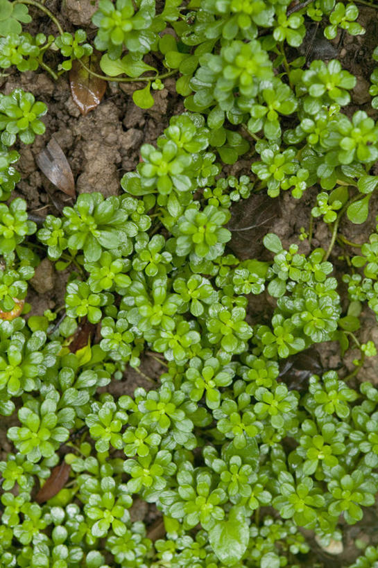 无人,竖图,俯视,室内,特写,白天,植物,叶子,纹理,绿叶,草药,药草,中药,绿色,嫩叶,药材,中草药,中药材,本草,凹叶景天,肌理,叶,叶片,叶脉,彩图,高角度拍摄,半支莲,马牙半支,石马苋,仙人指甲