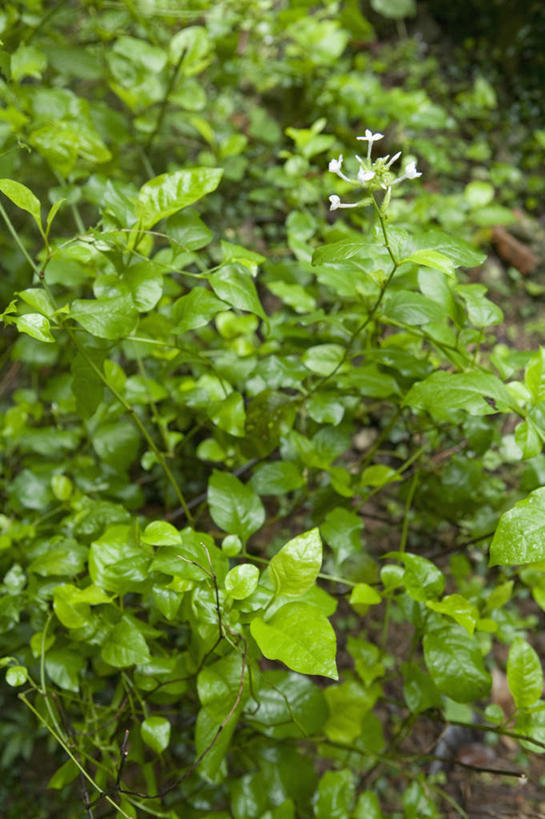 无人,竖图,俯视,室内,特写,白天,植物,叶子,朦胧,模糊,新鲜,纹理,绿叶,草药,药草,中药,绿色,嫩叶,青春,生命,药材,中草药,白雪花,和平,安详,中药材,本草,肌理,冷色,叶,叶片,叶脉,彩图,高角度拍摄,白花丹,假茉莉,照药