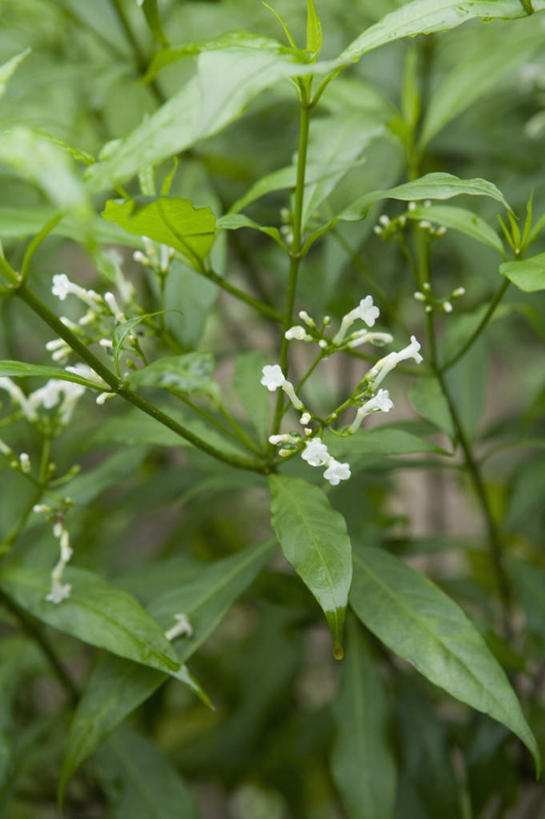 无人,竖图,室内,特写,白天,正面,植物,叶子,朦胧,模糊,新鲜,纹理,绿叶,草药,药草,中药,绿色,嫩叶,青春,生命,夹竹桃,药材,中草药,和平,安详,柳叶桃,半年红,中药材,本草,萝芙木,肌理,冷色,叶,叶片,叶脉,彩图,山马蹄,鱼胆木