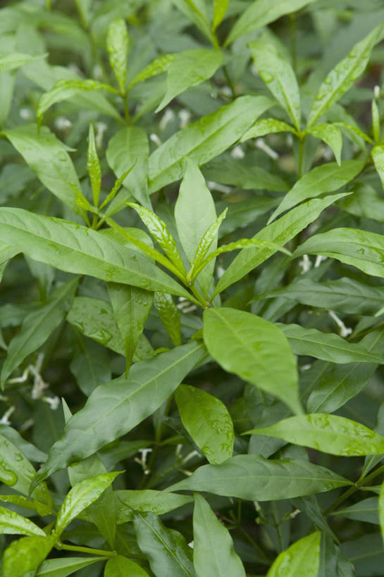 无人,竖图,室内,特写,白天,正面,植物,叶子,朦胧,模糊,新鲜,纹理,绿叶,草药,药草,中药,绿色,嫩叶,青春,生命,夹竹桃,药材,中草药,和平,安详,柳叶桃,半年红,中药材,本草,萝芙木,肌理,冷色,叶,叶片,叶脉,彩图,山马蹄,鱼胆木