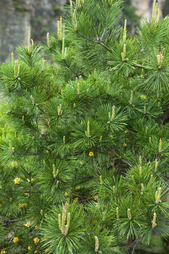 无人,公园,竖图,室外,白天,正面,旅游,度假,石头,美景,森林,山,山脉,树林,植物,张家界,中国,亚洲,石子,景观,山峰,山峦,娱乐,树,树木,绿色,自然,群山,享受,休闲,景色,放松,生长,成长,自然风光,东亚,沉积岩,湖南,湖南省,森林公园,张家界国家森林公园,中华人民共和国,华中地区,湘,张家界市,水成岩,石块,岩石,彩图