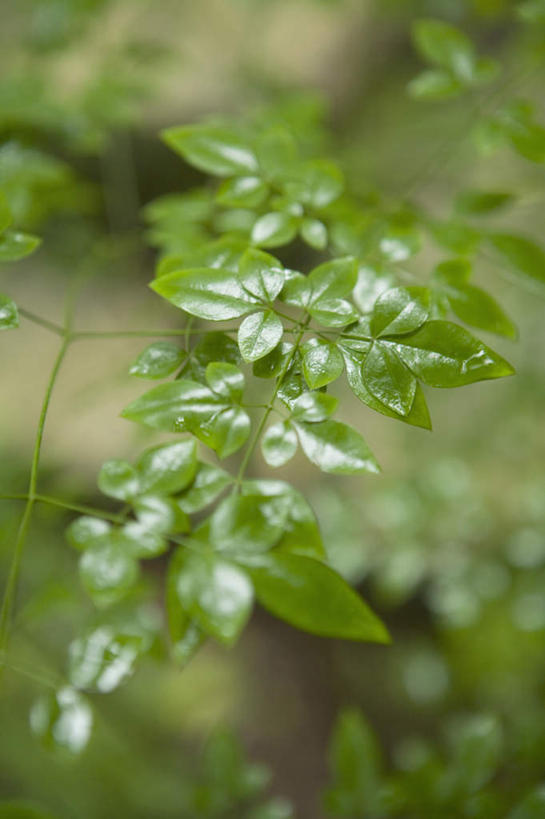 无人,竖图,俯视,室内,特写,白天,植物,叶子,朦胧,模糊,新鲜,纹理,绿叶,绿色,嫩叶,青春,生命,和平,安详,肌理,南天竹,南天竺,冷色,叶,叶片,叶脉,彩图,高角度拍摄