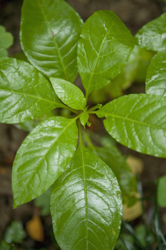 无人,竖图,俯视,室外,特写,白天,植物,叶子,新鲜,纹理,绿叶,草药,药草,中药,绿色,嫩叶,青春,生命,药材,中草药,和平,安详,中药材,本草,肌理,垂序商陆,美国商陆,美洲商陆,商陆,十蕊商陆,冷色,叶,叶片,叶脉,彩图,高角度拍摄