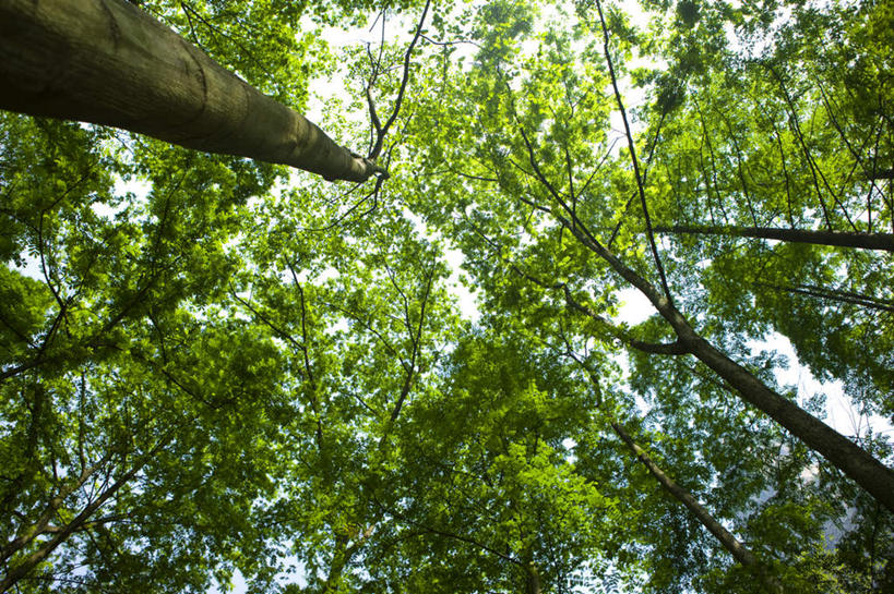 无人,公园,横图,室外,白天,仰视,旅游,度假,美景,森林,树林,植物,张家界,中国,亚洲,阴影,光线,影子,景观,娱乐,树,树木,蓝色,绿色,蓝天,天空,阳光,自然,天,享受,休闲,景色,放松,生长,晴朗,成长,自然风光,东亚,湖南,湖南省,森林公园,万里无云,张家界国家森林公园,中华人民共和国,华中地区,湘,张家界市,晴空,晴空万里,彩图,低角度拍摄,金鞭溪