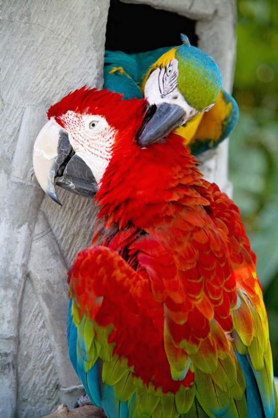 无人,站,竖图,室外,特写,白天,侧面,旅游,度假,美景,鸟,鹦鹉,印度尼西亚,印尼,亚洲,咬,朦胧,模糊,鸟类,景观,树桩,注视,娱乐,树,树干,红色,自然,动物,观察,看,站着,两只,享受,休闲,木桩,景色,巴厘岛,放松,可爱,东南亚,活泼,观看,咬着,察看,金刚鹦鹉,关注,自然风光,印度尼西亚共和国,绯红金刚鹦鹉,红黄金刚鹦鹉,五彩金刚鹦鹉,观赏鸟,巴厘省,站立,半身,彩图