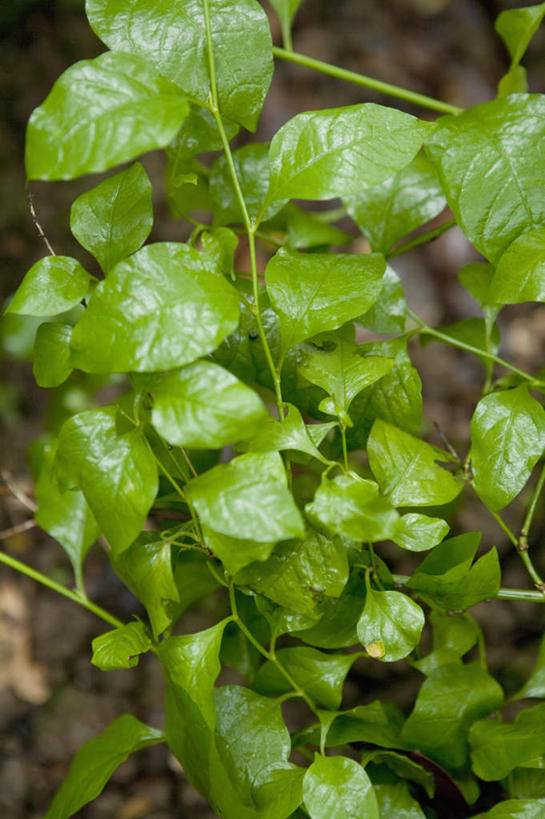 无人,竖图,室内,特写,白天,正面,草地,草坪,植物,叶子,朦胧,模糊,新鲜,纹理,绿叶,草药,药草,中药,草,绿色,白色,嫩叶,青春,生命,药材,中草药,白雪花,和平,安详,中药材,本草,肌理,冷色,叶,叶片,叶脉,彩图,白花丹,假茉莉,照药