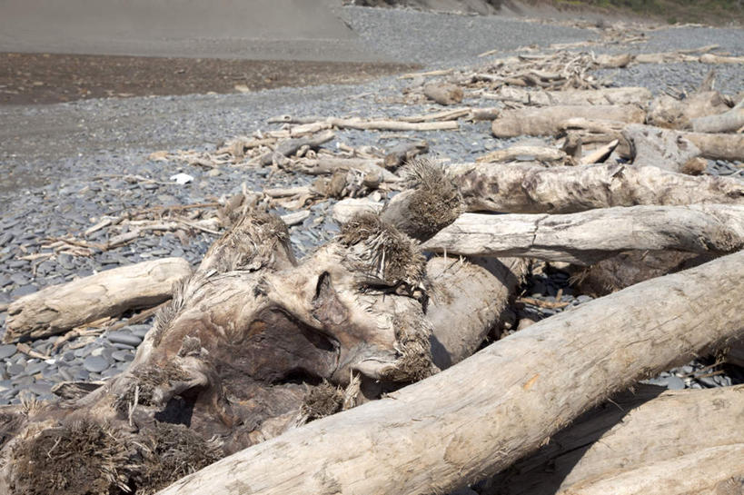 无人,横图,室外,白天,正面,旅游,度假,海浪,海洋,美景,沙滩,台湾,中国,亚洲,沙子,海岸,景观,浪花,树桩,沙地,娱乐,树,树干,自然,海水,享受,休闲,木桩,景色,放松,自然风光,海景,东亚,屏东县,港澳台,中华人民共和国,台湾省,大海,风浪,海,海水的波动,海滩,近岸浪,涌浪,彩图,屏,屏东,屏县,台