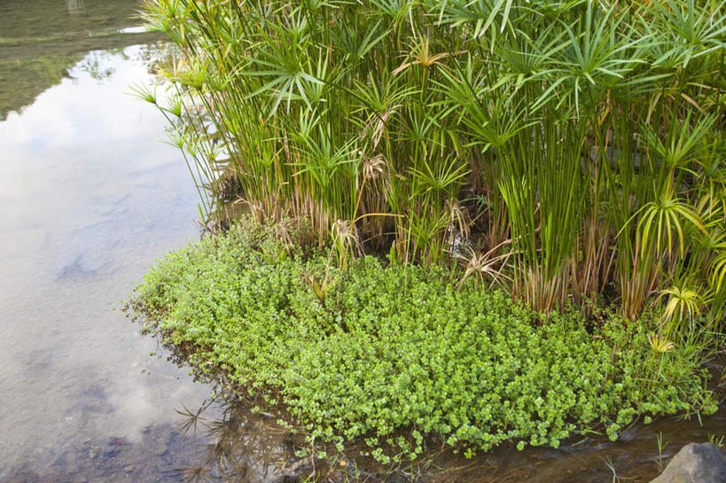 无人,横图,俯视,室外,白天,旅游,度假,河流,美景,水,植物,叶子,台湾,中国,亚洲,纹理,河水,景观,水流,水草,绿叶,娱乐,绿色,倒影,自然,享受,休闲,嫩叶,景色,放松,生长,成长,倒映,自然风光,东亚,屏东县,肌理,港澳台,中华人民共和国,台湾省,反照,叶,叶片,叶脉,彩图,高角度拍摄,屏,屏东,屏县,台