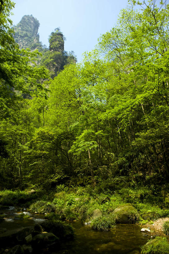 无人,公园,竖图,室外,白天,正面,旅游,度假,河流,石头,美景,森林,山,山脉,树林,水,植物,张家界,中国,亚洲,阴影,光线,石子,影子,河水,景观,山顶,山峰,水流,悬崖,山峦,娱乐,树,树木,蓝色,绿色,蓝天,天空,小溪,阳光,自然,群山,天,溪水,享受,休闲,景色,放松,生长,晴朗,成长,自然风光,东亚,沉积岩,湖南,湖南省,森林公园,万里无云,张家界国家森林公园,中华人民共和国,绝壁,华中地区,湘,张家界市,颠峰,极峰,水成岩,石块,岩石,晴空,晴空万里,彩图,金鞭溪
