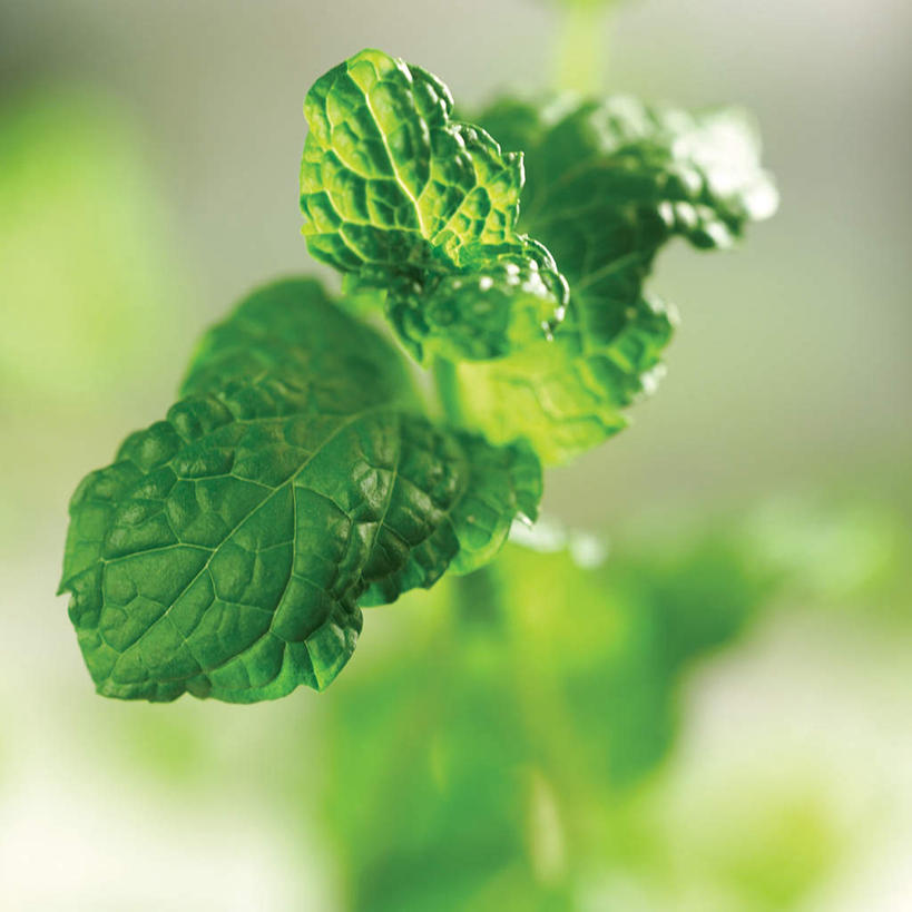 无人,方图,室内,特写,白天,正面,叶子,阴影,朦胧,模糊,反射,影子,调味,香料,佐料,薄荷,绿叶,银丹草,嫩叶,配料,作料,斑叶凤梨薄荷,夜息香,叶,叶片,彩图