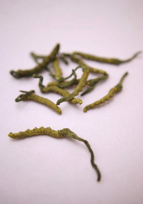 无人,竖图,俯视,室内,特写,白天,白色背景,植物,餐桌,桌子,一堆,许多,阴影,堆叠,堆积,朦胧,模糊,反射,影子,草药,药草,很多,中药,摄影,影棚,餐台,堆,真菌,药材,中草药,冬虫夏草,中药材,本草,虫草,冬虫草,中华虫草菌,彩图,高角度拍摄,影棚拍摄,拍摄