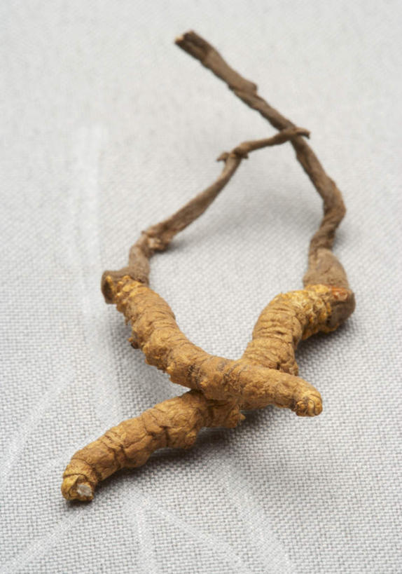 无人,竖图,俯视,室内,特写,白天,白色背景,植物,餐桌,桌子,两根,阴影,朦胧,模糊,反射,影子,褐色,草药,药草,中药,摄影,影棚,餐台,真菌,药材,中草药,冬虫夏草,中药材,本草,虫草,冬虫草,中华虫草菌,彩图,高角度拍摄,影棚拍摄,拍摄