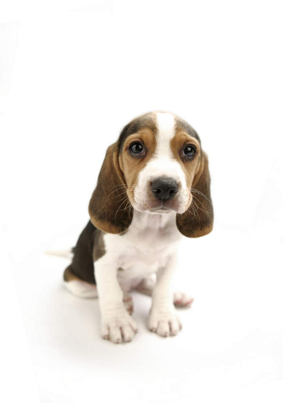 无人,坐,竖图,俯视,室内,白天,白色背景,宠物,狗,猎兔犬,注视,一只,动物,观察,看,可爱,摄影,比格犬,影棚,观看,察看,关注,忠诚,米格鲁猎兔犬,贝高狗,贝高犬,比格狗,猎兔狗,犬,坐着,彩图,高角度拍摄,全身,影棚拍摄,拍摄