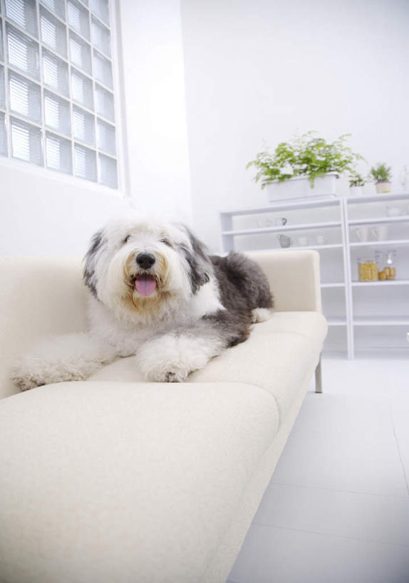 无人,客厅,竖图,室内,白天,正面,植物,窗户,沙发,宠物,狗,盆栽,盆景,置物架,注视,吐舌头,玻璃窗,架子,一只,绿色,自然,动物,观察,看,趴着,伸舌头,张嘴,吐舌,可爱,生长,牧羊犬,成长,观看,察看,起居室,关注,陈列架,张大嘴巴,布艺沙发,忠诚,古代牧羊犬,古牧,截尾犬,英国古代牧羊犬,搁架,客堂,张开嘴,犬,趴,彩图,全身