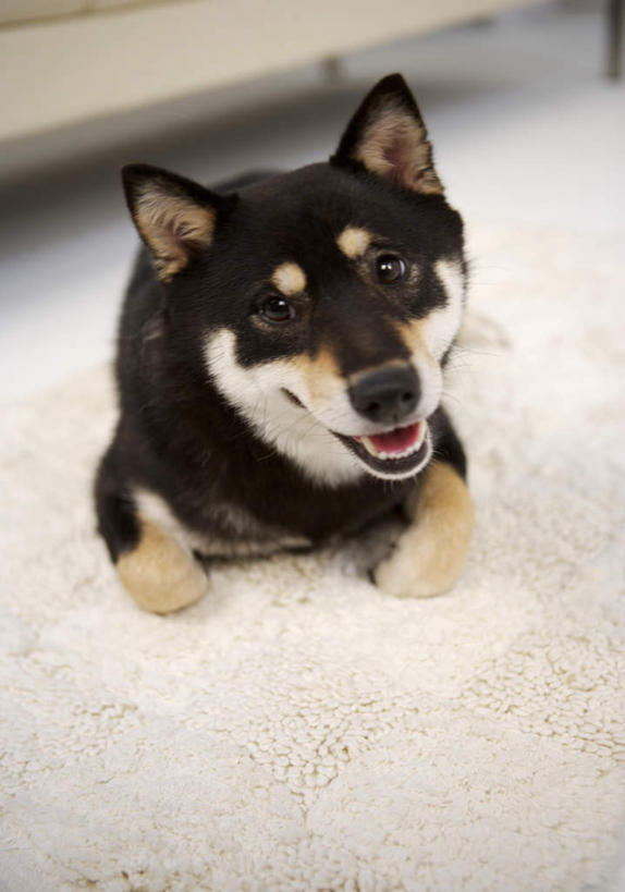 无人,客厅,竖图,俯视,室内,白天,地毯,沙发,宠物,狗,装饰,编织,手工艺品,织物,注视,一只,黑色,动物,工艺品,观察,看,趴着,张嘴,可爱,观看,华丽,修饰,点缀,察看,起居室,关注,张大嘴巴,布艺沙发,秋田犬,忠诚,衬托,美观,雅致,雅观,客堂,日本秋田犬,张开嘴,犬,趴,彩图,高角度拍摄,全身