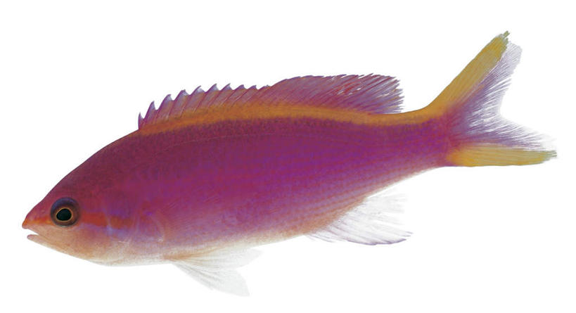 游泳,海鲜,无人,横图,室内,特写,白天,白色背景,侧面,一条,鱼,注视,水产,鱼类,海洋生物,紫色,观察,看,摄影,影棚,观看,雀鲷,察看,关注,水生动物,海产品,水生物,海底动物,泅水,拍浮,紫准雀鲷,彩图,全身,影棚拍摄,拍摄