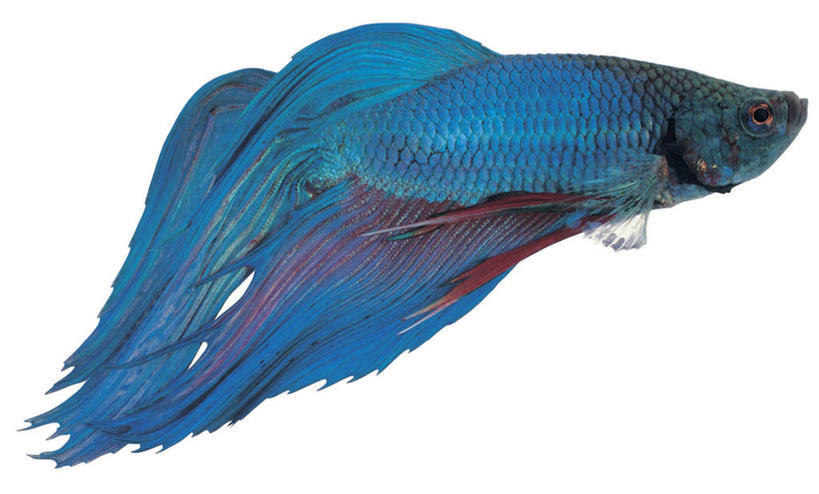 游泳,无人,横图,室内,特写,白天,白色背景,侧面,一条,鱼,注视,鱼类,蓝色,观察,看,摄影,影棚,观看,察看,关注,泅水,拍浮,暹罗斗鱼,五彩搏鱼,泰国斗鱼,彩雀鱼,彩图,全身,影棚拍摄,拍摄