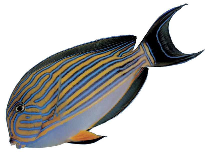 游泳,无人,横图,室内,特写,白天,白色背景,侧面,一条,条纹,鱼,注视,鱼类,海洋生物,黄色,蓝色,黑色,观察,看,摄影,影棚,观看,察看,关注,水生动物,水生物,海底动物,泅水,刺尾鱼,拍浮,彩带刺尾鱼,纹倒吊,金线吊,蓝纹倒吊,带纹刺尾鱼,纵带刺尾鱼,彩图,全身,影棚拍摄,拍摄