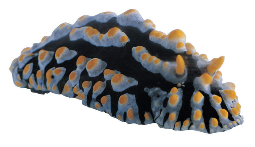 游泳,无人,横图,室内,特写,白天,白色背景,侧面,一条,海蛞蝓,贝类,注视,海洋生物,黄色,黑色,观察,看,摄影,影棚,观看,软体动物,海兔,察看,关注,水生动物,水生物,海底动物,泅水,海兔螺,拍浮,彩图,全身,影棚拍摄,拍摄