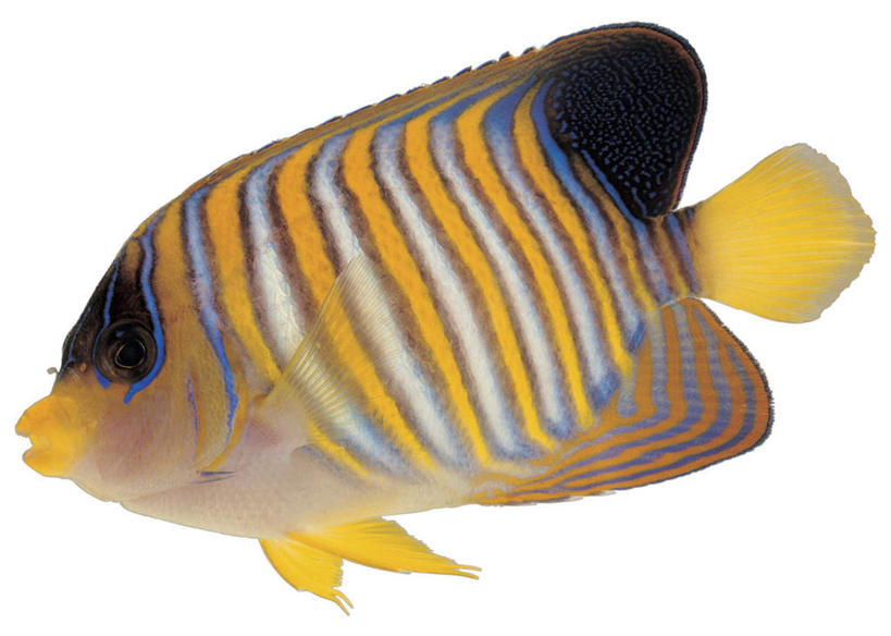 游泳,无人,横图,室内,特写,白天,白色背景,侧面,一条,鱼,银色,注视,鱼类,海洋生物,黄色,黑色,观察,看,摄影,影棚,观看,察看,关注,水生动物,水生物,海底动物,泅水,拍浮,盖刺蝶鱼,皇帝神仙,皇帝神仙鱼,棘蝶鱼,蒙面神仙,蒙面神仙鱼,彩图,全身,影棚拍摄,拍摄