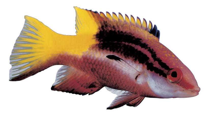 游泳,无人,横图,室内,特写,白天,白色背景,侧面,一条,鱼,注视,鱼类,海洋生物,黄色,红色,黑色,观察,看,摄影,影棚,观看,察看,关注,水生动物,水生物,海底动物,泅水,隆头鱼,拍浮,彩图,全身,影棚拍摄,拍摄,古巴三色龙,古巴猪鱼,红西班牙鱼