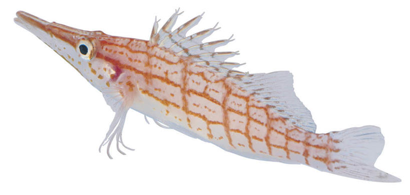 游泳,无人,横图,室内,特写,白天,白色背景,侧面,一条,鱼,注视,鱼类,红色,白色,观察,看,摄影,影棚,观看,察看,关注,泅水,拍浮,尖嘴鹰,长嘴鹰鱼,红嘴尖格,鹰鱼,彩图,全身,影棚拍摄,拍摄