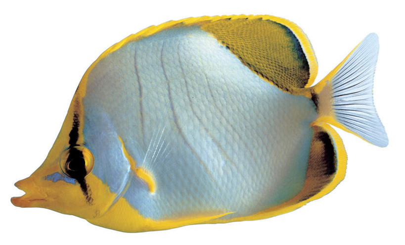 游泳,无人,横图,室内,特写,白天,白色背景,侧面,热带鱼,一条,鱼,银色,注视,鱼类,海洋生物,黄色,观察,看,摄影,影棚,观看,察看,关注,水生动物,水生物,蝴蝶鱼,海底动物,泅水,拍浮,彩图,全身,影棚拍摄,拍摄,鞭蝴蝶鱼,黑腰蝶,月光蝶