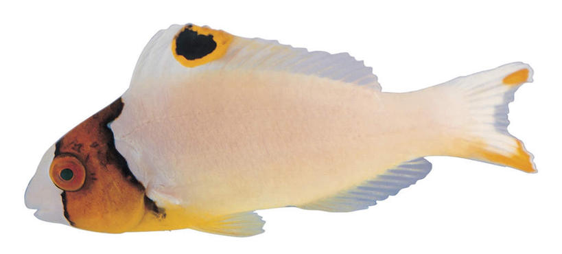 游泳,无人,横图,室内,特写,白天,白色背景,侧面,热带鱼,一条,鱼,注视,鱼类,海洋生物,黄色,白色,黑色,观察,看,摄影,影棚,观看,察看,关注,水生动物,水生物,蝴蝶鱼,海底动物,泅水,拍浮,彩图,全身,影棚拍摄,拍摄,人字蝶,丝蝴蝶鱼,扬旛蝴蝶鱼