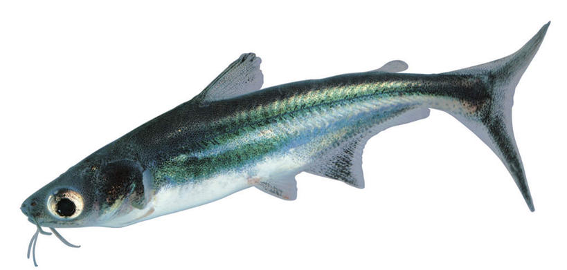 游泳,无人,横图,室内,特写,白天,白色背景,侧面,鲨鱼,野生动物,一条,注视,动物,观察,看,摄影,影棚,观看,察看,关注,凶猛,泅水,拍浮,虎头鲨,大青鲨,斧头鲨,锯峰齿鲛,蓝鲨,残暴,凶残,沙鱼,彩图,全身,影棚拍摄,拍摄