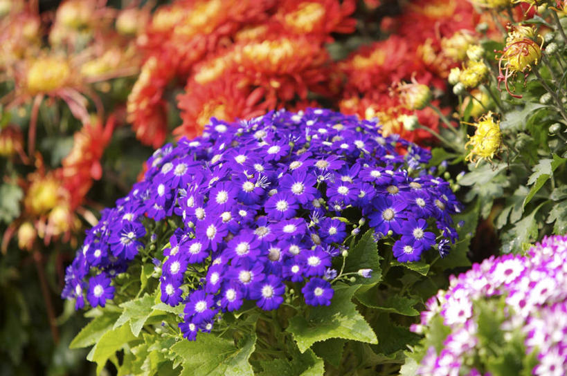 无人,横图,俯视,室外,特写,白天,快乐,幸福,花海,花圃,美景,植物,叶子,许多,朦胧,模糊,盛开,景观,玛格丽特,很多,花蕾,雏菊,花,花瓣,花朵,花卉,鲜花,粉色,绿色,紫色,自然,花丛,花束,花田,花苞,花蕊,橙色,菊花,景色,活力,希望,坚强,自然风光,和平,离别,延命菊,幸福花,春菊,马兰头花,暗恋,纯情,单恋,瓜叶菊,天真,彩图,高角度拍摄,愉快