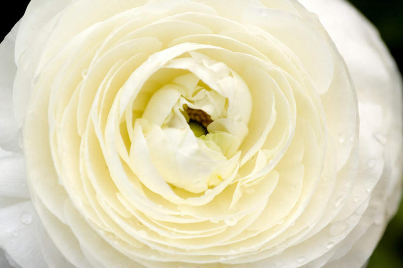 无人,横图,俯视,室外,特写,白天,微距,山茶花,盛开,花蕾,花,花瓣,花朵,鲜花,一朵,白色,花苞,花蕊,玉茗花,耐冬,海石榴,茶花,彩图,高角度拍摄,微距摄影