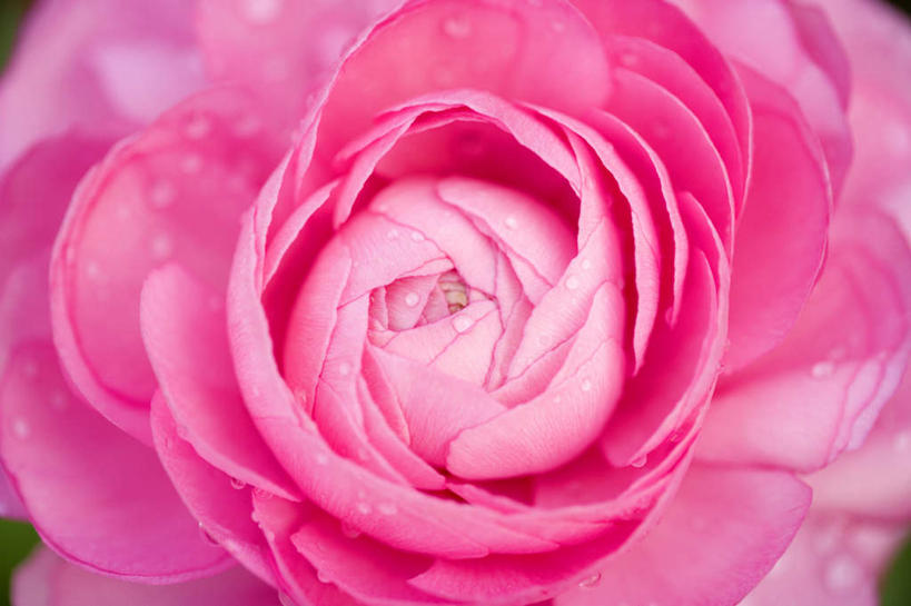 无人,横图,俯视,室外,特写,白天,微距,牡丹花,盛开,花蕾,花,花瓣,花朵,鲜花,一朵,粉色,花苞,花蕊,富贵,鼠姑,鹿韭,白茸,百雨金,浓情,圆满,富贵花,洛阳花,牡丹,木芍药,芍药,彩图,高角度拍摄,微距摄影