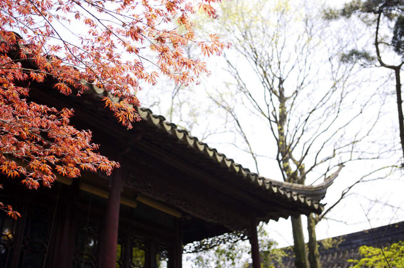 无人,家,横图,室外,白天,仰视,旅游,度假,名胜古迹,植物,标志建筑,地标,建筑,中国,亚洲,阴影,遗迹,光线,影子,房屋,屋子,枝条,古迹,文物,娱乐,建设,古建筑,江苏,苏州,楼房,住宅,树,树木,树枝,蓝色,蓝天,天空,阳光,天,享受,休闲,旅游胜地,放松,晴朗,古文明,东亚,江苏省,苏州市,拙政园,万里无云,中华人民共和国,华东地区,苏,虬枝,枝杈,苏州园林,中国园林之母,晴空,晴空万里,彩图,低角度拍摄,房子