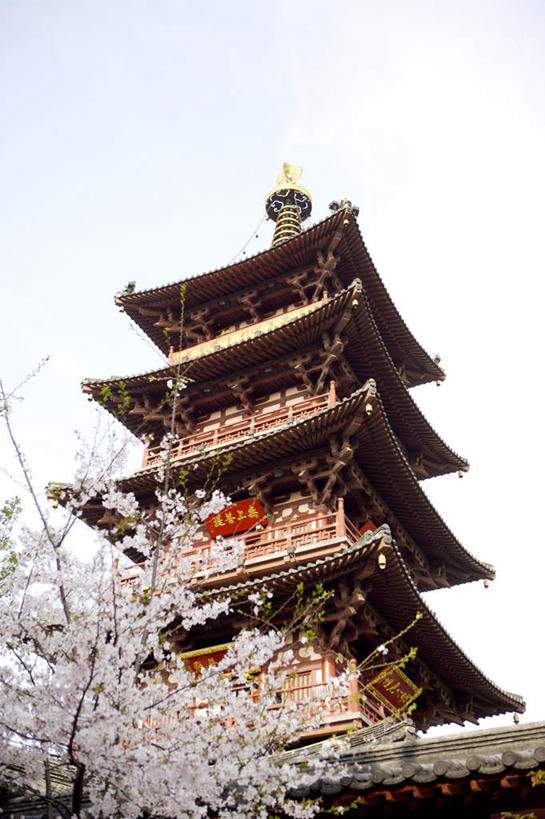 无人,寺庙,竖图,室外,白天,仰视,旅游,度假,名胜古迹,植物,标志建筑,地标,建筑,中国,亚洲,阴影,遗迹,盛开,光线,影子,塔,花蕾,古迹,文物,娱乐,建设,古建筑,江苏,苏州,宝塔,花,花瓣,花朵,鲜花,树,树木,蓝色,绿色,蓝天,天空,阳光,自然,庙宇,天,花苞,花蕊,享受,休闲,旅游胜地,放松,生长,晴朗,成长,古文明,东亚,江苏省,苏州市,寒山寺,万里无云,中华人民共和国,华东地区,苏,浮图,浮屠,古城区,枫桥镇,金阊区,晴空,晴空万里,彩图,低角度拍摄,庙,寺