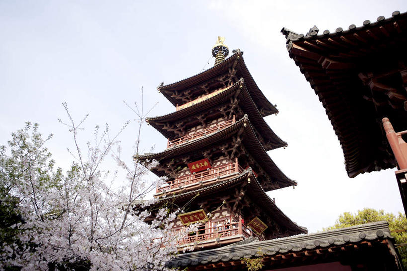 无人,寺庙,横图,室外,白天,仰视,旅游,度假,名胜古迹,植物,标志建筑,地标,建筑,中国,亚洲,阴影,遗迹,盛开,光线,影子,塔,花蕾,古迹,文物,娱乐,建设,古建筑,江苏,苏州,宝塔,花,花瓣,花朵,鲜花,树,树木,蓝色,绿色,蓝天,天空,阳光,自然,庙宇,天,花苞,花蕊,享受,休闲,旅游胜地,放松,生长,晴朗,成长,古文明,东亚,江苏省,苏州市,寒山寺,万里无云,中华人民共和国,华东地区,苏,浮图,浮屠,古城区,枫桥镇,金阊区,晴空,晴空万里,彩图,低角度拍摄,庙,寺