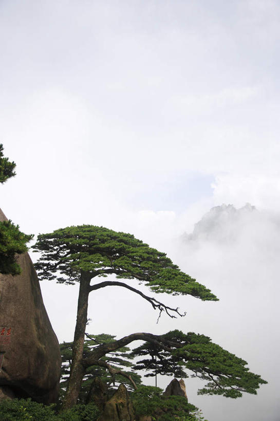 无人,竖图,室外,白天,正面,旅游,度假,黄山,美景,山,山脉,植物,雾,松树,中国,亚洲,朦胧,模糊,景观,山峰,山峦,娱乐,树,树木,绿色,自然,群山,享受,休闲,景色,放松,生长,成长,迷雾,自然风光,坚定,东亚,安徽,安徽省,黄山市,中华人民共和国,华东地区,长寿,皖,贞洁,黟山,大雾,彩图,世界地质公园,天下第一奇山