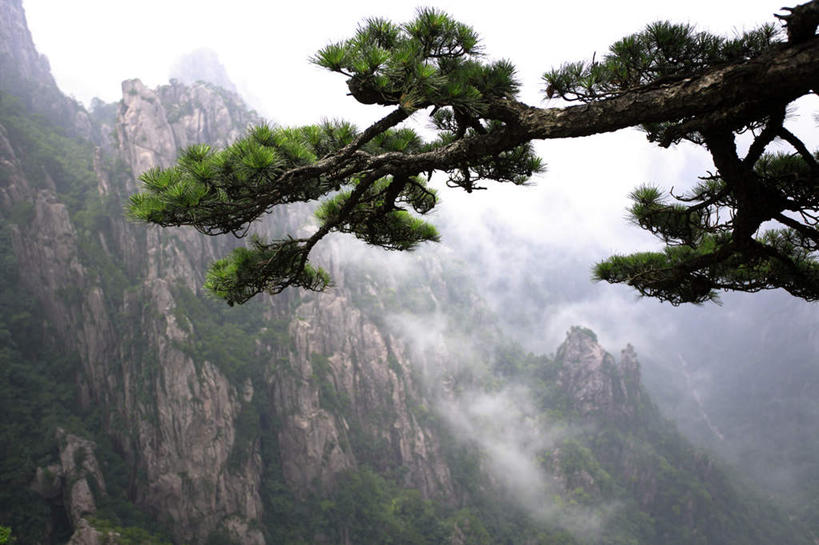 无人,横图,俯视,航拍,室外,白天,旅游,度假,黄山,美景,山,山脉,植物,松树,中国,亚洲,景观,山峰,枝条,山峦,娱乐,树,树木,树枝,绿色,自然,群山,享受,休闲,景色,放松,生长,成长,鸟瞰,自然风光,坚定,东亚,安徽,安徽省,黄山市,中华人民共和国,华东地区,长寿,皖,贞洁,虬枝,枝杈,黟山,彩图,高角度拍摄,世界地质公园,天下第一奇山